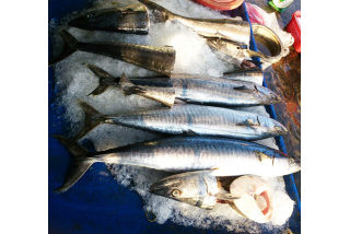 Cung Cấp Cá Thu Tươi tphcm
