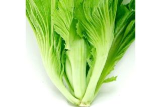 Cải sậy
