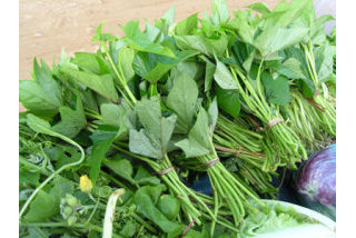 Đọt lang hữu cơ (organic)